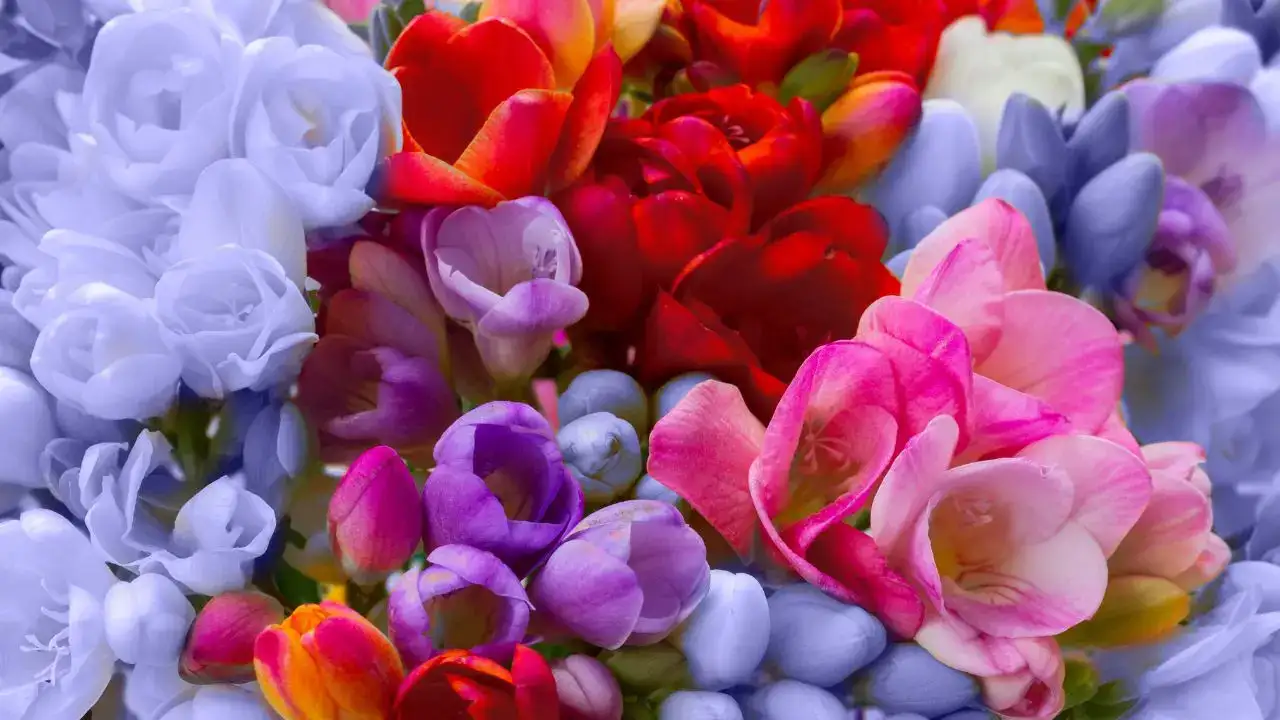 Antalya’da 8 Mart Buketleri 1.500 TL’den Başlıyor 5